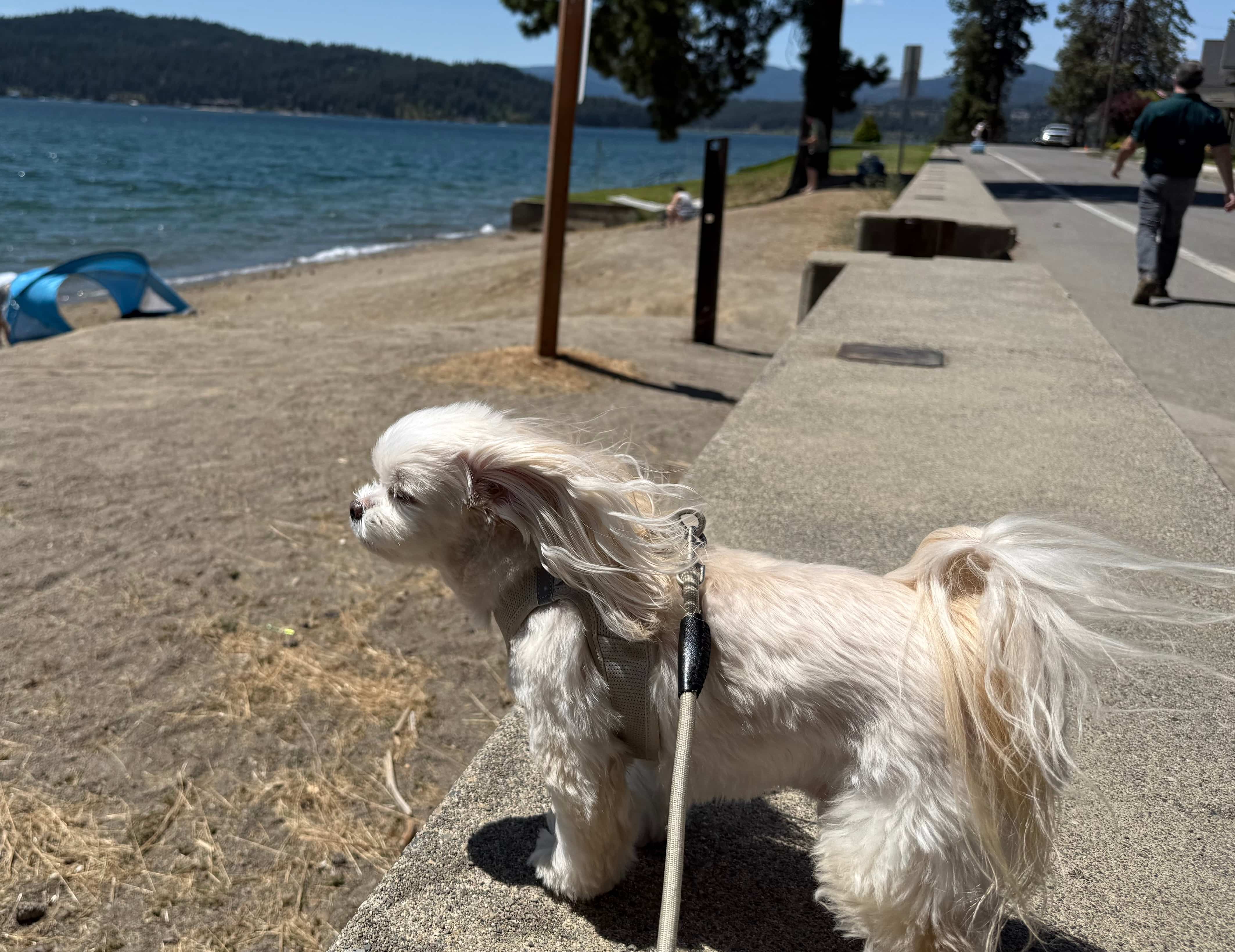 Phinneas at the beach